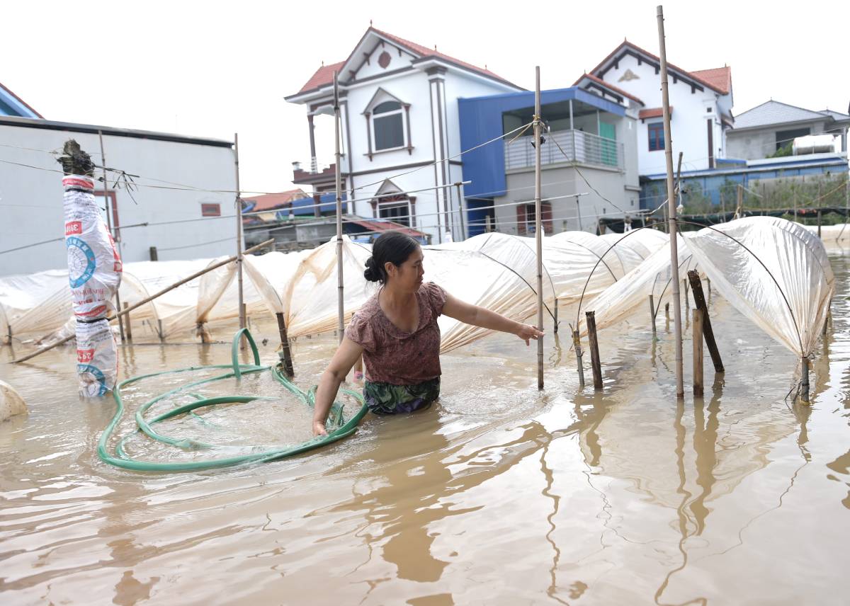 Nhieu dien tich hoa nha ba Thao ngap chim trong nuoc. Anh: Luong Ha