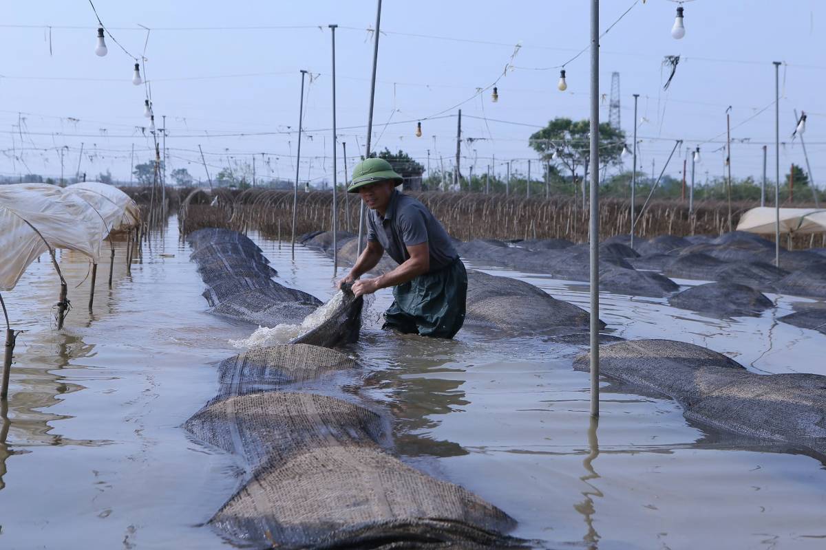 Hàng trăm hecta hoa ở làng hoa Mỹ Tân (TP Nam Định) bị ngập. Ảnh: Lương Hà