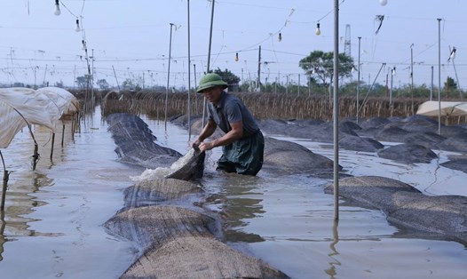 Hàng trăm hecta hoa ở làng hoa Mỹ Tân (TP Nam Định) bị ngập. Ảnh: Lương Hà