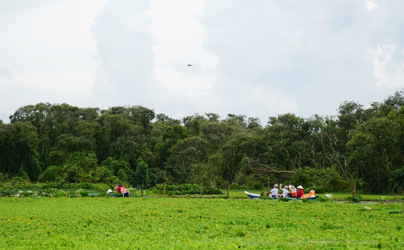 Rừng tràm Trà Sư là một trong những điểm đến thu hút đông đảo du khách tại An Giang. Ảnh: Thanh Chân