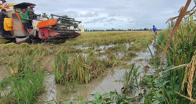 Dù nước trên đồng chưa rút, nhưng người dân Bạc Liêu đưa máy xuống thu hoạch chạy mưa. Ảnh: Nhật Hồ