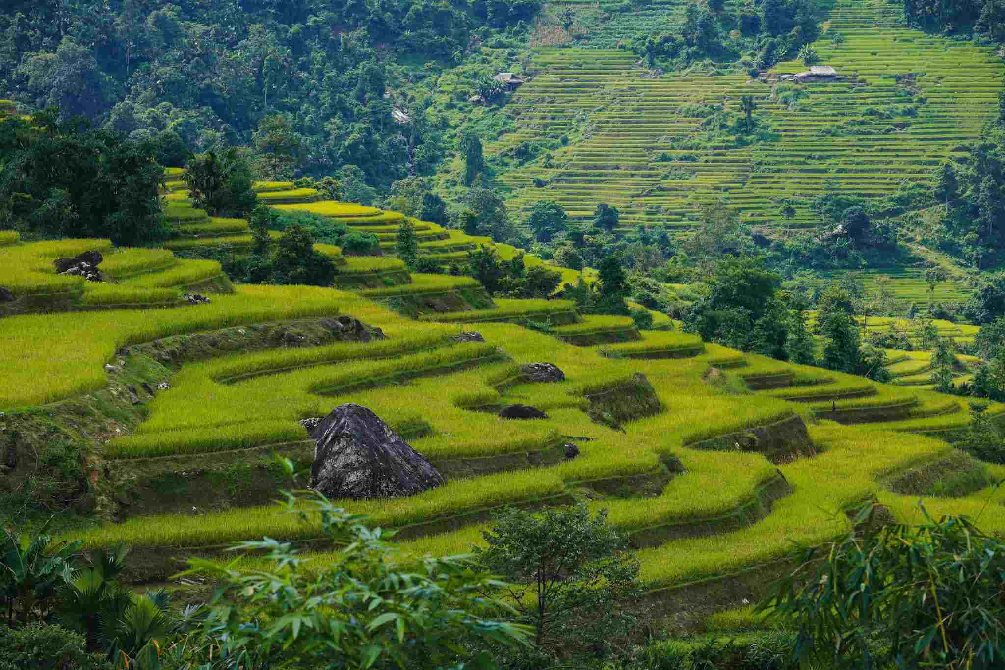 Thôn Khuổi My (do ba bản nhỏ Nà Thác, Khuổi My và Lùng Bài hợp thành), nằm trên sườn dãy Tây Côn Lĩnh ở độ cao 1.000 - 1.200 m, là nơi sinh sống bao đời nay của những người Dao. Ảnh: Hoàng Diệu Đế