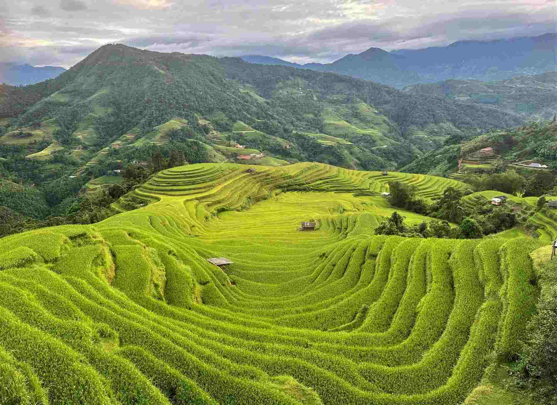 Hoàng Su Phì, một điểm đến nổi tiếng của Hà Giang cũng đang bước vào “mùa vàng” - khi các thửa ruộng bậc thang nhuộm vàng màu lúa chín. Theo anh Triệu Kinh, chủ homestay ở bản Nậm Hồng, xã Thông Nguyên, huyện Hoàng Su Phì, sau bão số 3 đường sá lên huyện và các khu vực lân cận không bị ảnh hưởng nhiều. Từ tuần này (16.9) các homestay, resort đã đón khách trở lại. Ảnh: Triệu Kinh