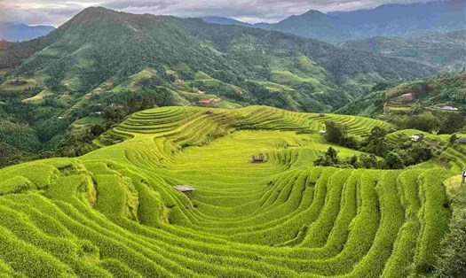 Hoàng Su Phì, một điểm đến nổi tiếng của Hà Giang cũng đang bước vào “mùa vàng” - khi các thửa ruộng bậc thang nhuộm vàng màu lúa chín. Theo anh Triệu Kinh, chủ homestay ở bản Nậm Hồng, xã Thông Nguyên, huyện Hoàng Su Phì, sau bão số 3 đường sá lên huyện và các khu vực lân cận không bị ảnh hưởng nhiều. Từ tuần này (16.9) các homestay, resort đã đón khách trở lại. Ảnh: Triệu Kinh