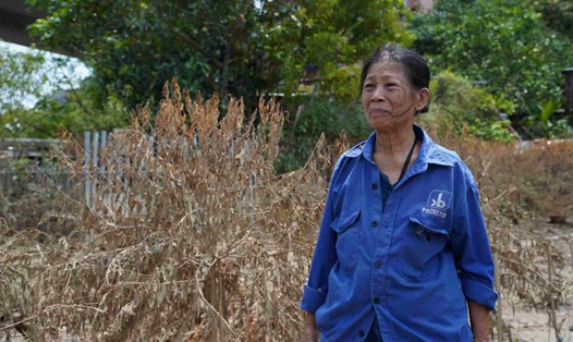 Bà Lê Thị Hồi xót xa khi thấy vườn đào bị tàn phá sau cơn bão số 3. Ảnh: Minh Thương