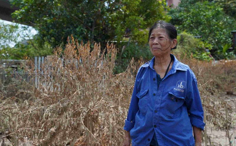 Bà Lê Thị Hồi xót xa khi thấy vườn đào bị tàn phá sau cơn bão số 3. Ảnh: Minh Thương