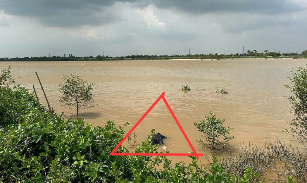 Hiện trường phát hiện tử thi nam giới nổi trên sông Trà Lý chảy qua địa phận xã Đông Quý (huyện Tiền Hải, tỉnh Thái Bình). Ảnh: Người dân cung cấp