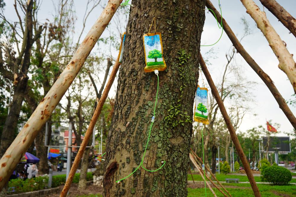 Hai Phong provides nutrition to ancient trees in the city's central flower garden. Photo: Hoang Khoi