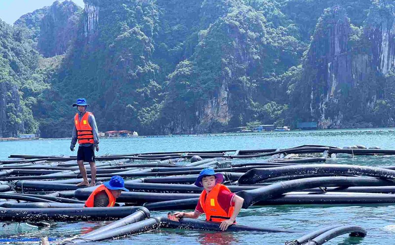 Aquaculture enterprises collect cages for repair to continue production after the storm. Photo: Mai Mai