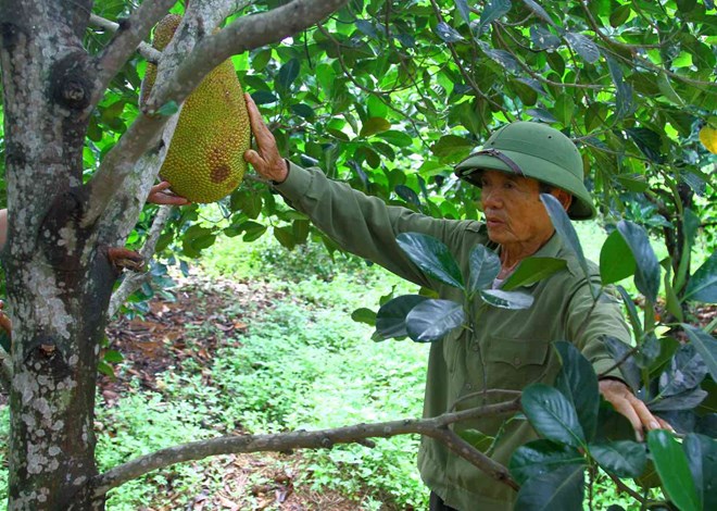 Chuyển đổi canh tác, đổi đời trên vùng gò đồi