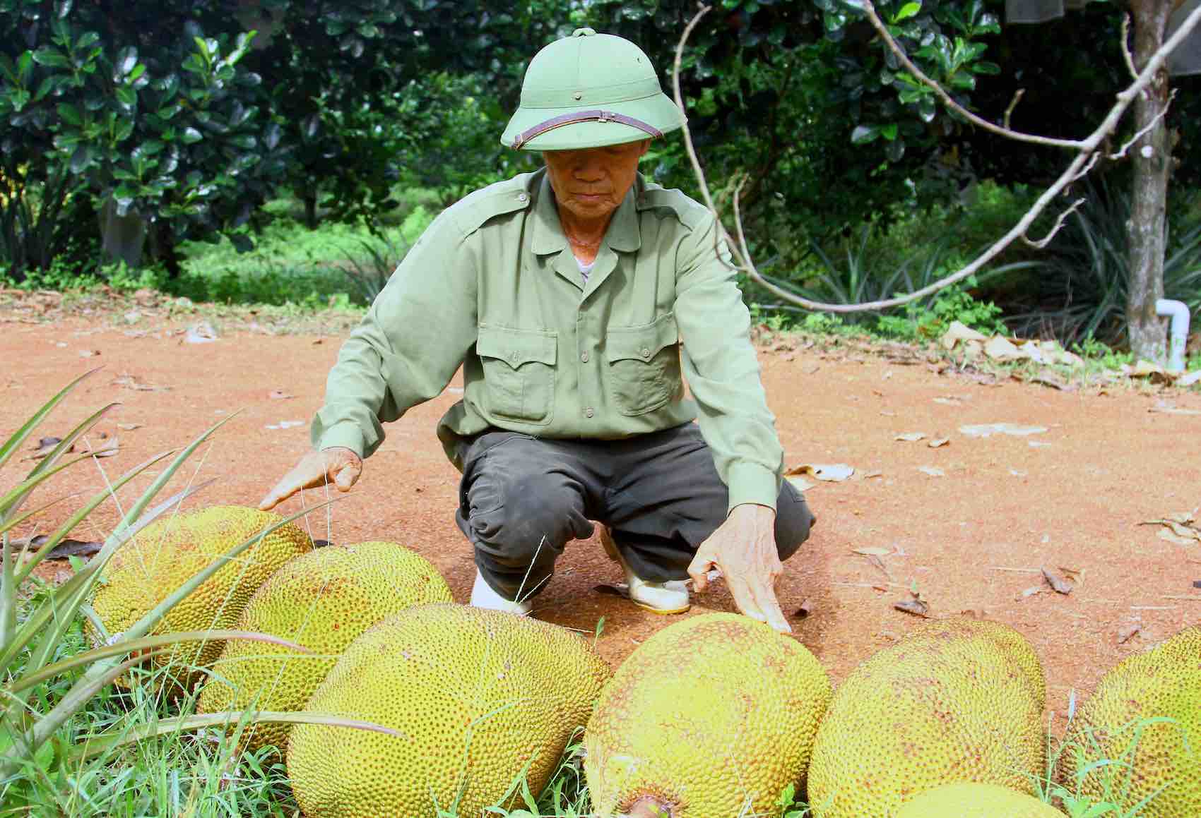 Nho chuyen doi canh tac, ong Diem da mang lai kinh te cao. Anh: H. Huyen