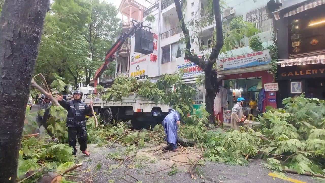 Công nhân Trung tâm Công viên cây xanh Huế khẩn trương cắt tỉa những cây cổ thụ có nguy cơ gãy đổ ứng phó bão số 4. Ảnh: Phúc Đạt.
