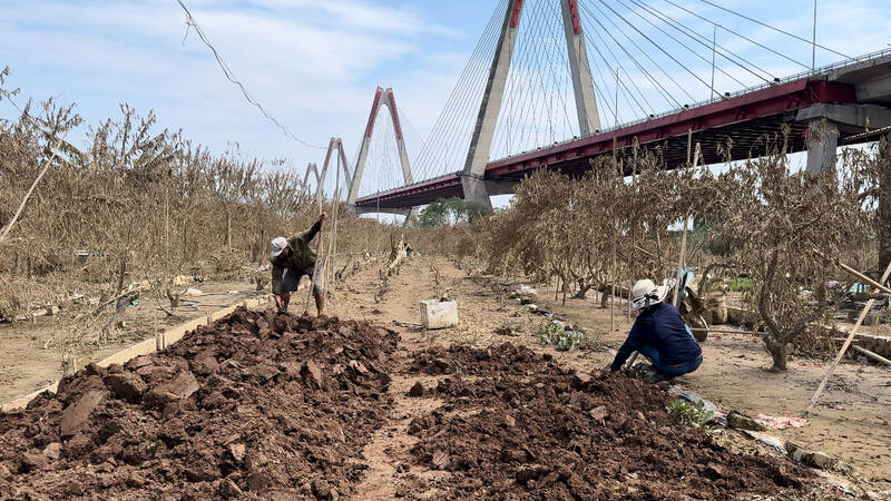Nông dân Tây Hồ được vay hàng chục tỉ đồng với lãi suất thấp sau bão. Ảnh: Hoàng Lộc