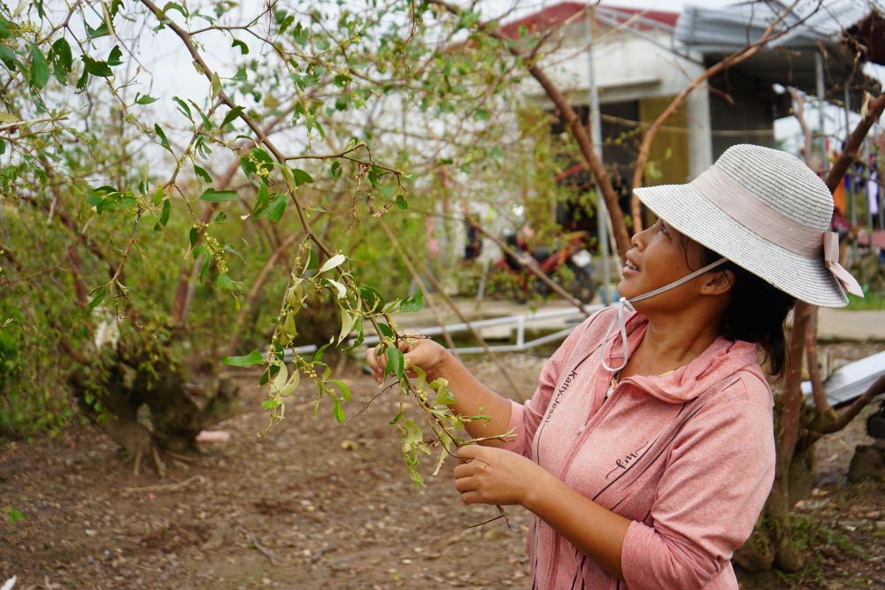 Chi Pham Thi Phuc hi vong mot so canh van cho ra hoa sau bao. Anh: Hoang Khoi