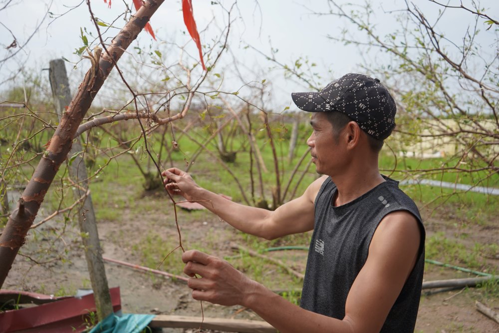Anh Cao Văn Đợi - hộ trồng táo muối Hải Phòng xót xa nhìn vườn táo tả tơi sau bão. Ảnh: Hoàng Khôi