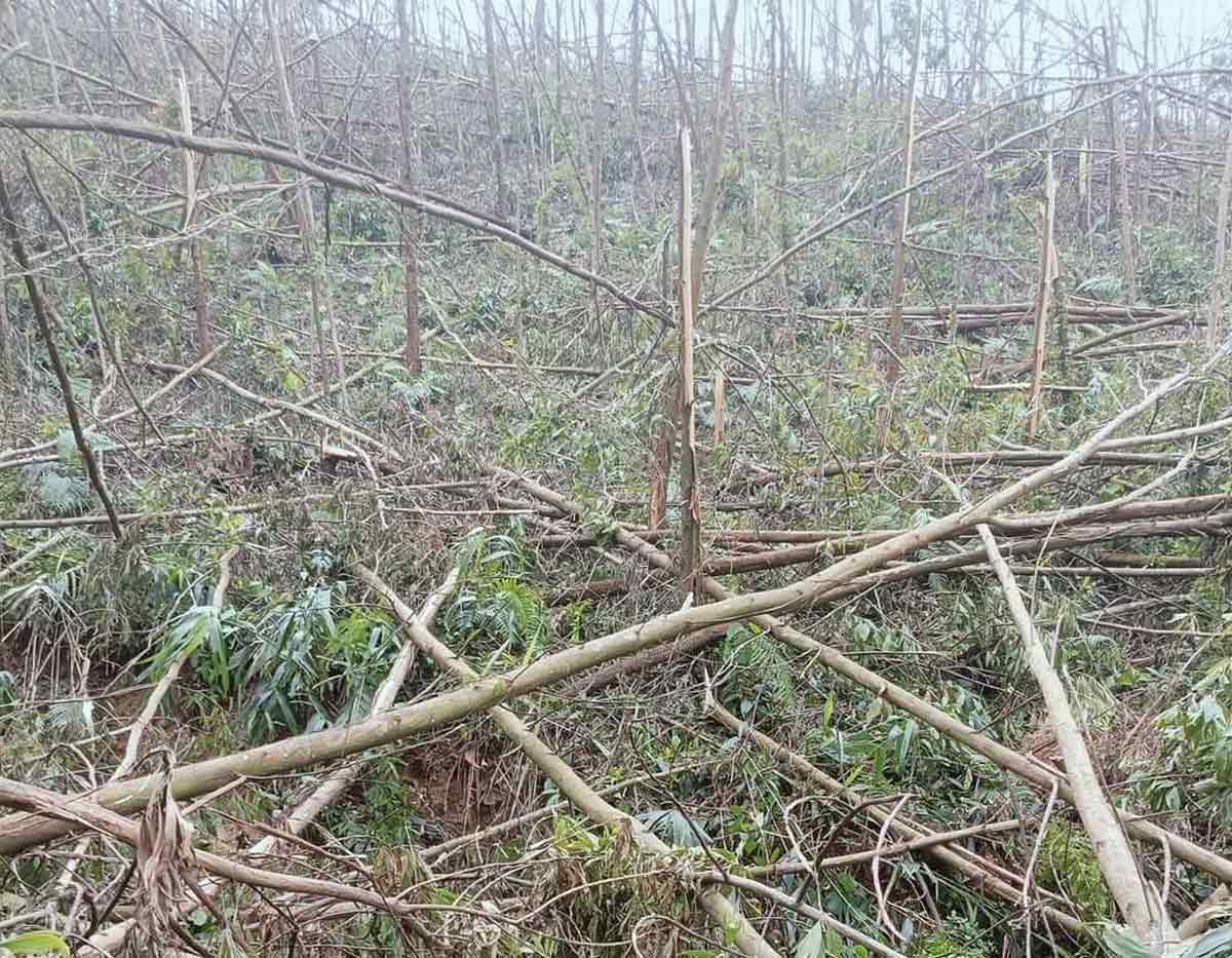 Cây rừng trồng gãy đổ hàng loạt tại xã Bằng Cả, TP Hạ Long, tỉnh Quảng Ninh. Ảnh: Đoàn Hưng