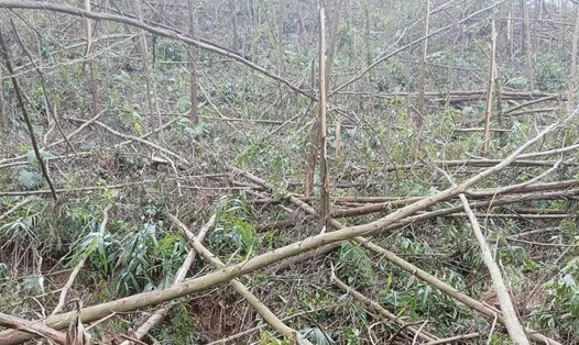 Cây rừng trồng gãy đổ hàng loạt tại xã Bằng Cả, TP Hạ Long, tỉnh Quảng Ninh. Ảnh: Đoàn Hưng