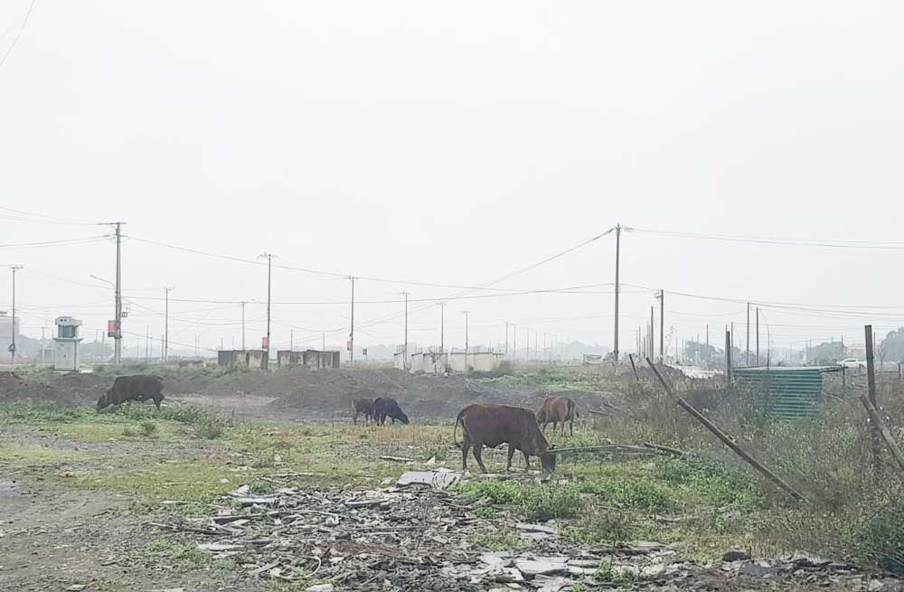 Dự án nhà ở xã hội cho người thu nhập thấp tại phường Ninh Phong (thành phố Ninh Bình) đã lựa chọn được nhà đầu tư nhưng chưa được giao đất. Ảnh: Nguyễn Trường