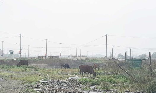 Dự án nhà ở xã hội cho người thu nhập thấp tại phường Ninh Phong (thành phố Ninh Bình) đã lựa chọn được nhà đầu tư nhưng chưa được giao đất. Ảnh: Nguyễn Trường