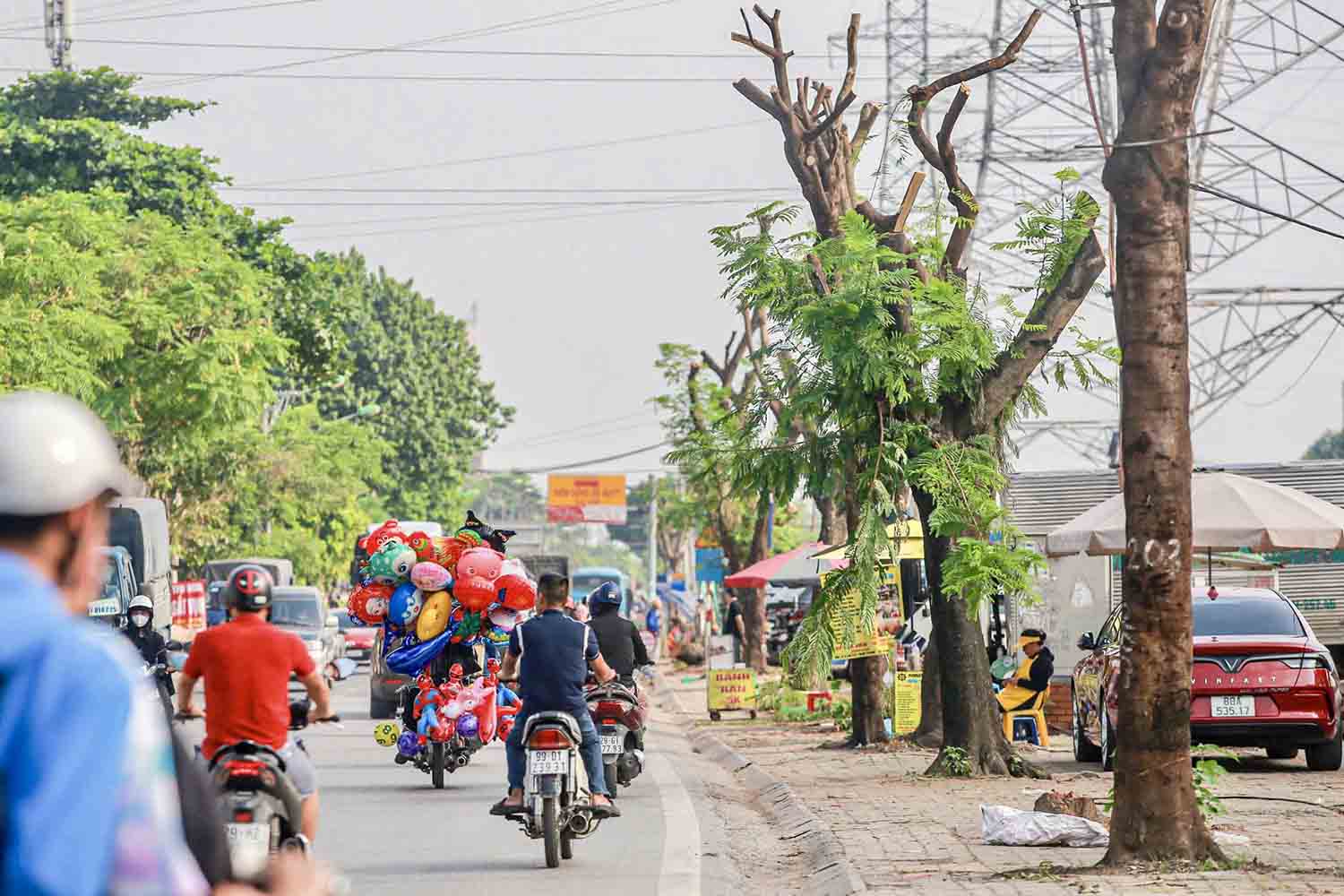 Hơn 400 cây xanh trên đường Tam Trinh đang được di dời, đốn hạ để nhường mặt bằng cho việc thi công đường mở rộng đường Tam Trinh