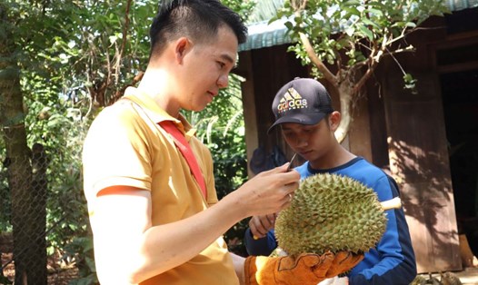 Thợ gõ kiểm tra kỹ từng quả sầu riêng.Ảnh: Thanh Quỳnh