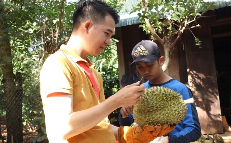 Thợ gõ kiểm tra kỹ từng quả sầu riêng.Ảnh: Thanh Quỳnh