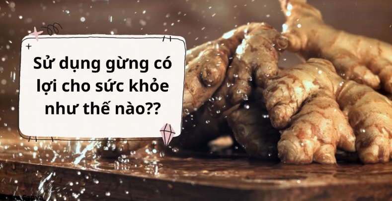 Tại sao sử dụng gừng tươi có thể giúp bạn giảm mỡ nội tạng. Đồ hoạ: Hương Giang 