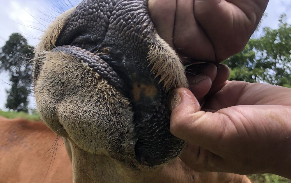 Bò bị lở mồm long móng ở huyện Hướng Hóa, tỉnh Quảng Trị. Ảnh: H.Nguyên.