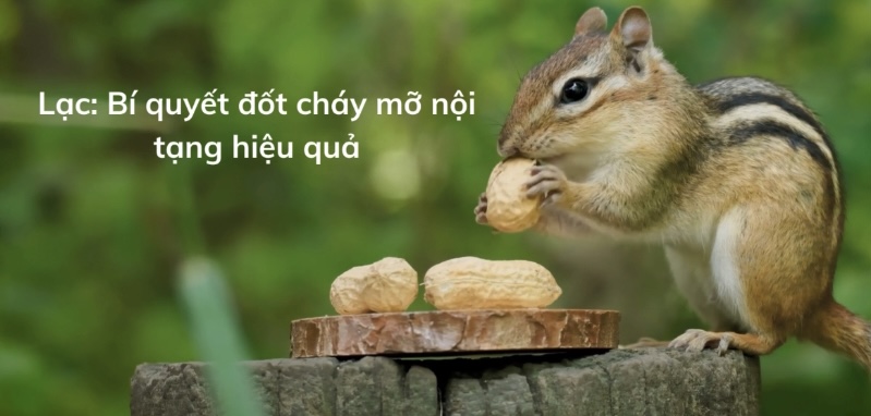 Lạc: Bí quyết đốt cháy mỡ nội tạng hiệu quả. Đồ hoạ: Hương Giang 