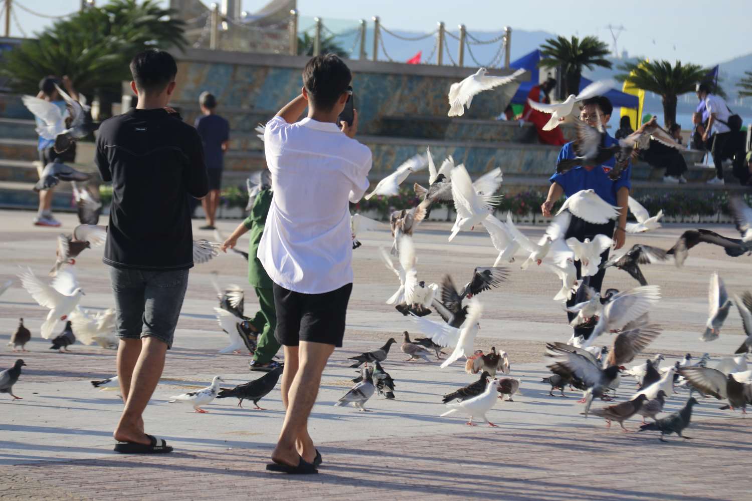 The flock of pigeons flying in April 2nd Square left many impressions on National Day about the coastal city moving towards green development, a peaceful and creative green city.