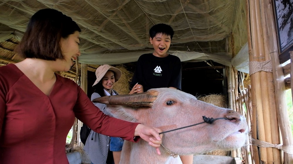 Visitors are excited when riding a buffalo for the first time. Photo: Phong Linh.