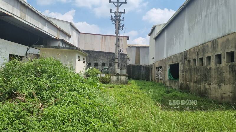 Weeds grow wildly inside the center's campus. Photo: Lam Thanh