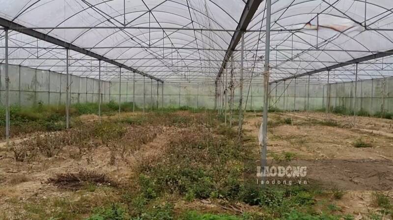 Abandoned greenhouses for a long time. Photo: Lam Thanh