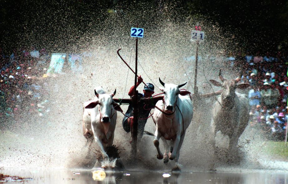 Gorgeous clusters of water flowers, a common sight at the Chua Ro bull racing ground. Photo: Thanh Mai