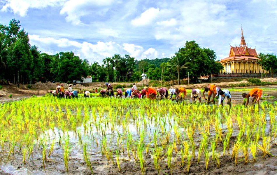 The rice planting activity was carried out by monks and local people after the end of the bull racing event. Photo: Nguyen Nham