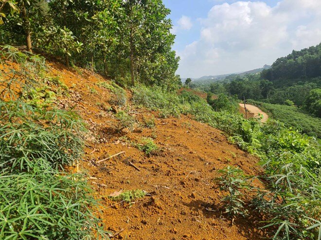 Luật Đất đai 2024 quy định về việc bồi thường khi thu hồi đất khai hoang. Ảnh: Cao Nguyên