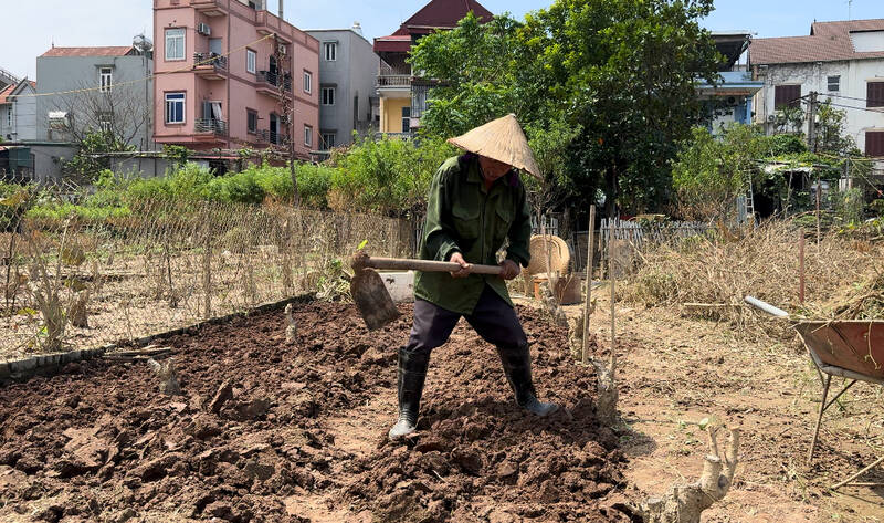 Sau bão số 3, 70% diện tích cây đào được trồng hoa ngắn ngày. Ảnh: Hoàng Lộc