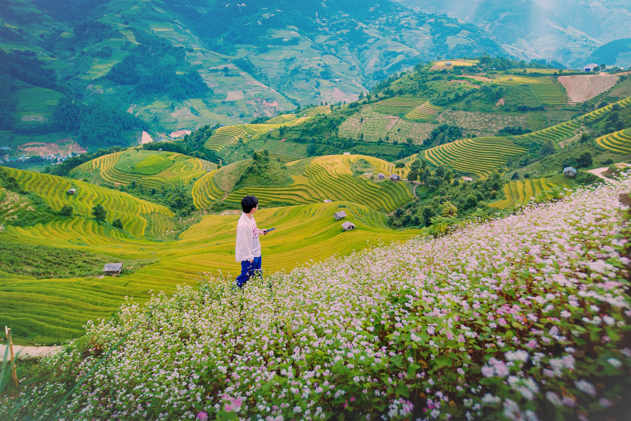 Ruong bac thang dang chin vang va hoa tam giac mach no hong phot to diem cho mua thu Mu Cang Chai them ruc ro. Anh: Giang A Chay