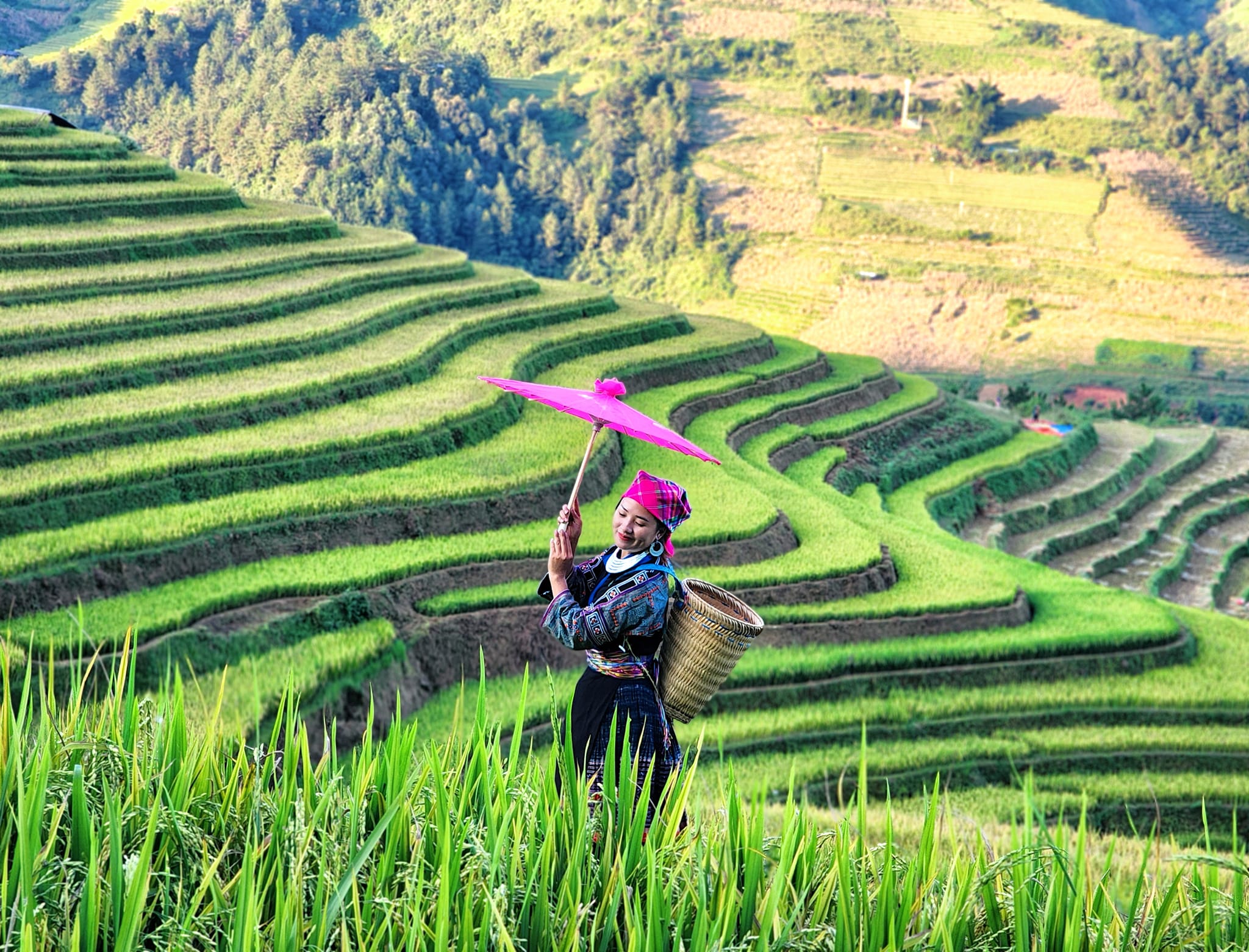 Nhung thua ruong bac thang tu mau xanh la chuyen dan sang vang khi tro bong chin, mot so cho o Mu Cang Chai da co thua gat som. Anh: Giang Hanh Phuc