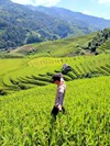 Sau bao Yagi, huyen Mu Cang Chai khong bi anh huong nang nhu cac dia diem gan song nhu thanh pho Yen Bai, huyen Luc Yen, huyen Tran Yen. Ho Sinh, huong dan vien dia phuong chia se, xe khach tu Ha Noi len Mu Cang Chai khong di qua cac dia diem do va quoc lo 32 luu thong binh thuong, an toan cho du khach den tham quan mua lua chin. Trong hinh la ruong bac thang o xa Che Cu Nha. Anh: Ho Sinh