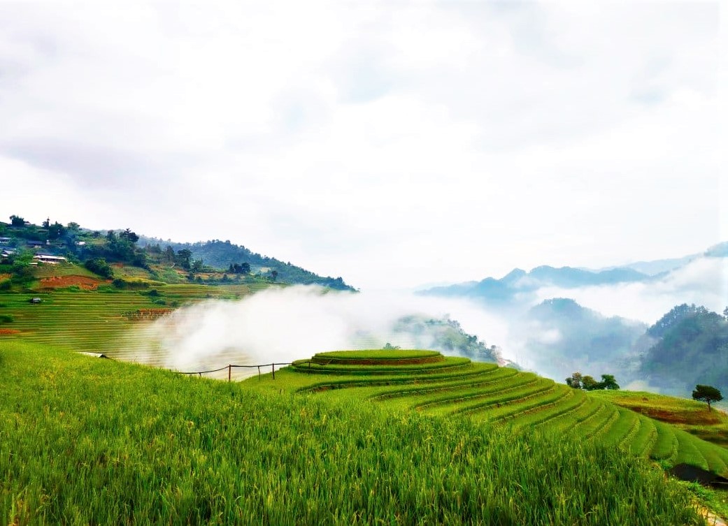 Doi Mam Xoi to dang mua lua chin, sang som co may von dep huyen ao. Day la mot trong nhung diem check-in noi tieng nhieu nam o Mu Cang Chai, nam nao mua thu cung thu hut hang tram du khach den chup anh, tham quan nhung nam nay sau bao Yagi du khach con tam ly e ngai nen rat vang ve. Anh: Ho Sinh