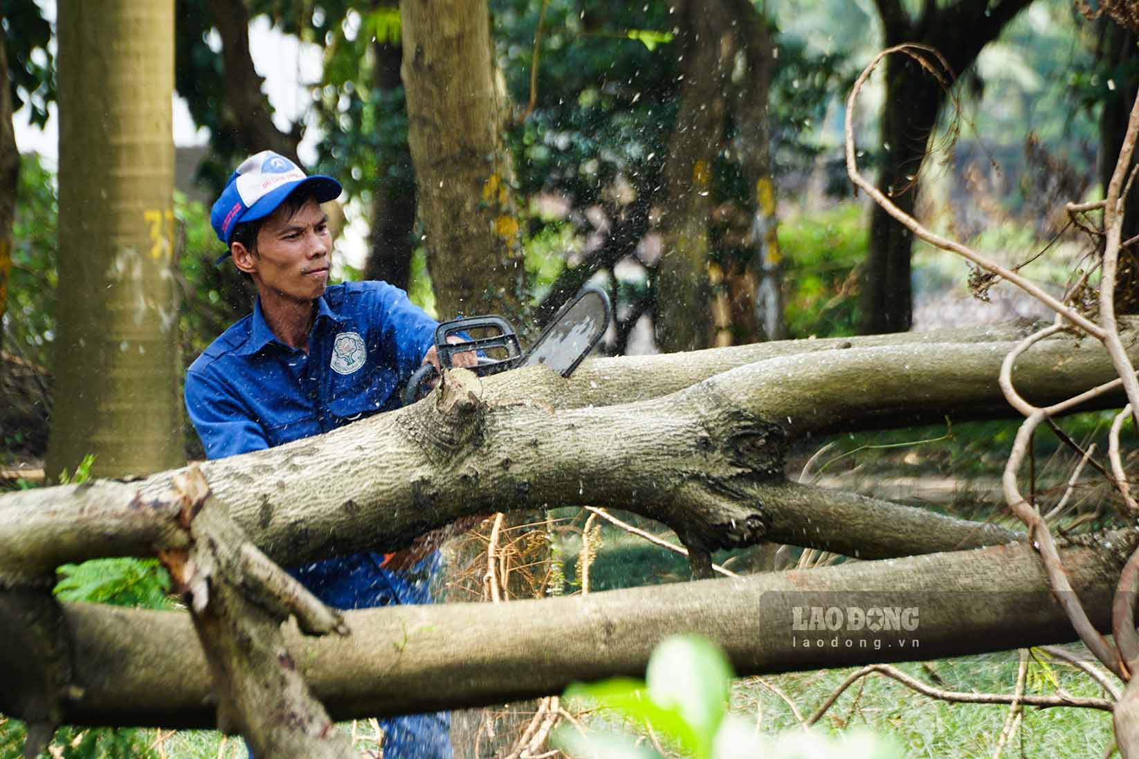 Qua quan sat, hien nay, ngoai cac top cong nhan cua Cong ty Cong vien cay xanh Ha Noi dang thuc hien thu gom, cua canh va than cac cay da chet do mua bao, thi con co mot so nhom cong nhan khac duoc huy dong den tu cac tinh, thanh de ho tro don dep, xu ly cay gay do tai day.