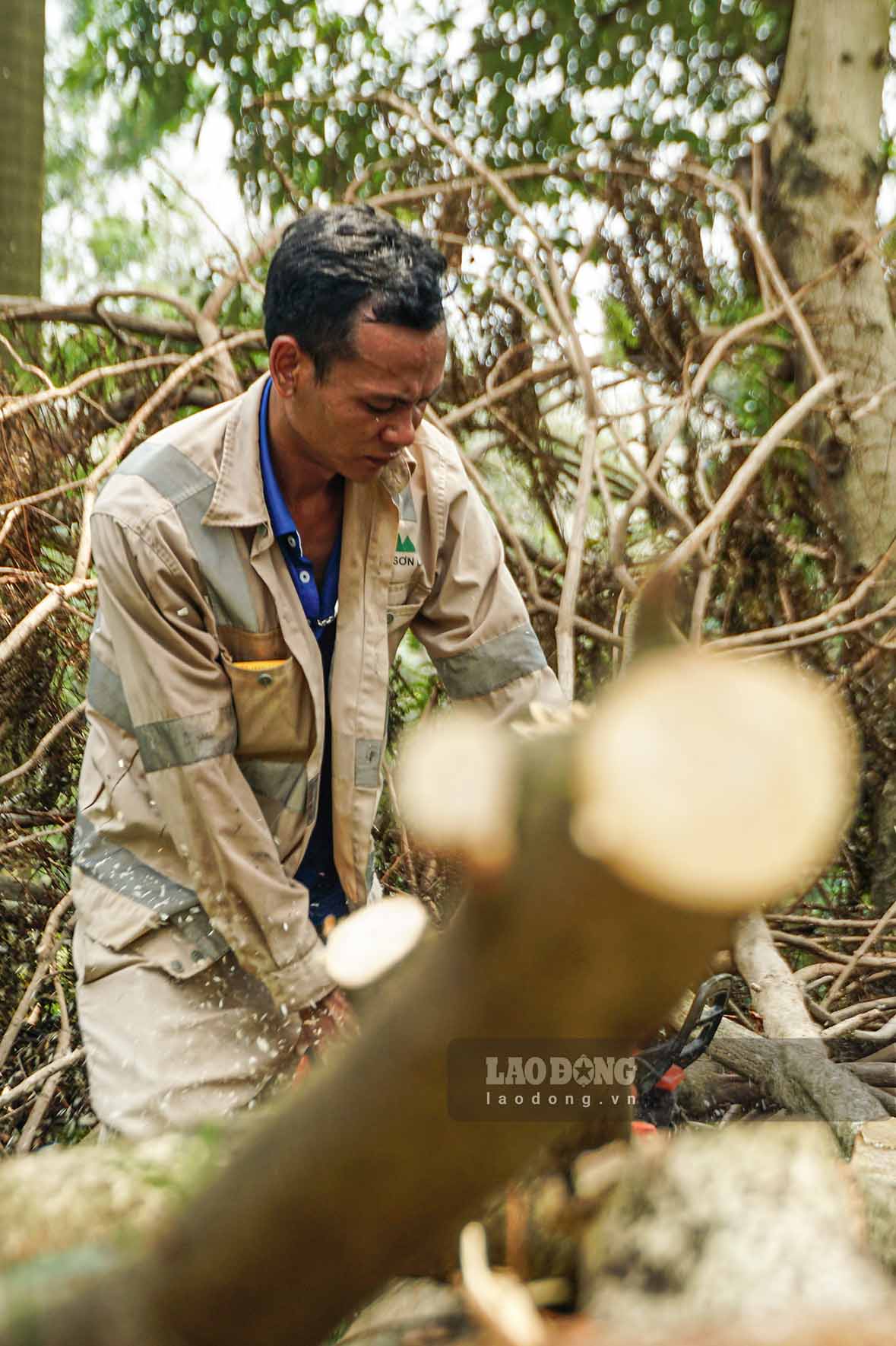 “Do qua nhieu cay gay do va ca tu noi khac chuyen den nen khoi luong cong viec lon, khong the xu ly xong trong ngay mot, ngay hai. Moi thanh vien trong to tho deu dang rat no luc de xu ly hien truong, hoan tra khong gian xanh cho nguoi dan”, mot cong nhan chia se.