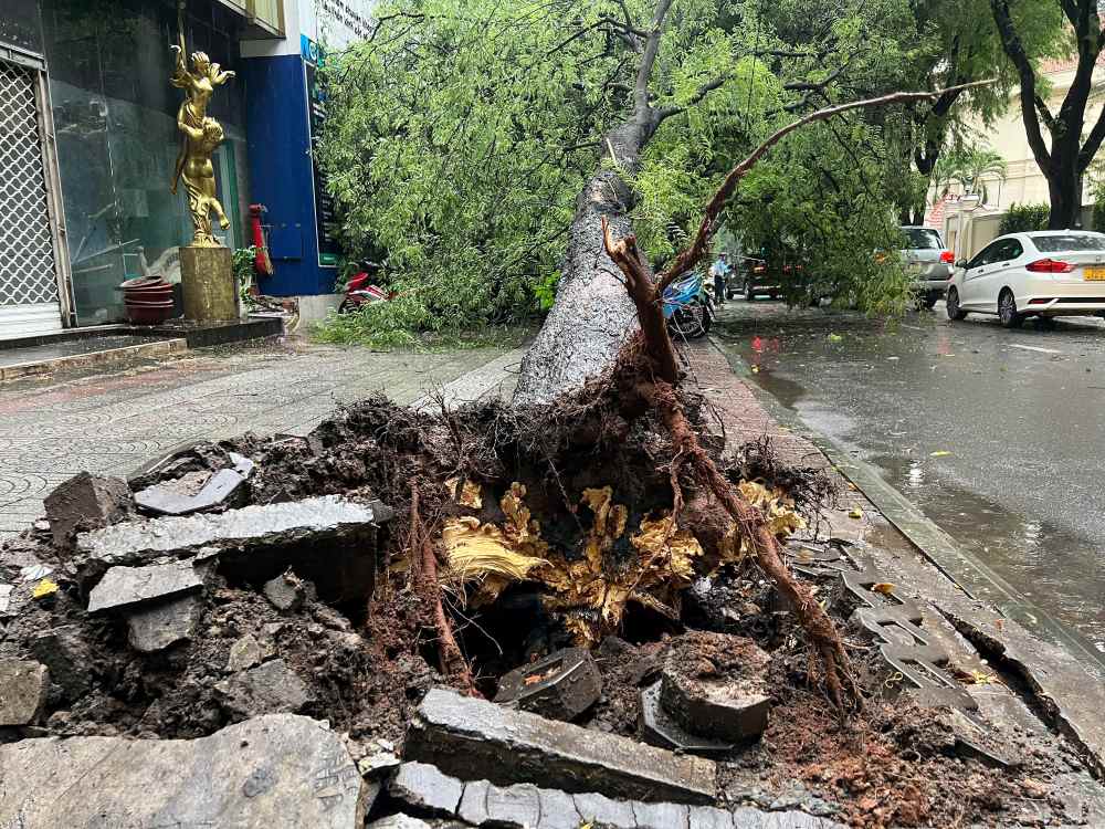 A large tamarind tree fell onto the road and crushed many motorbikes in Ho Chi Minh City.