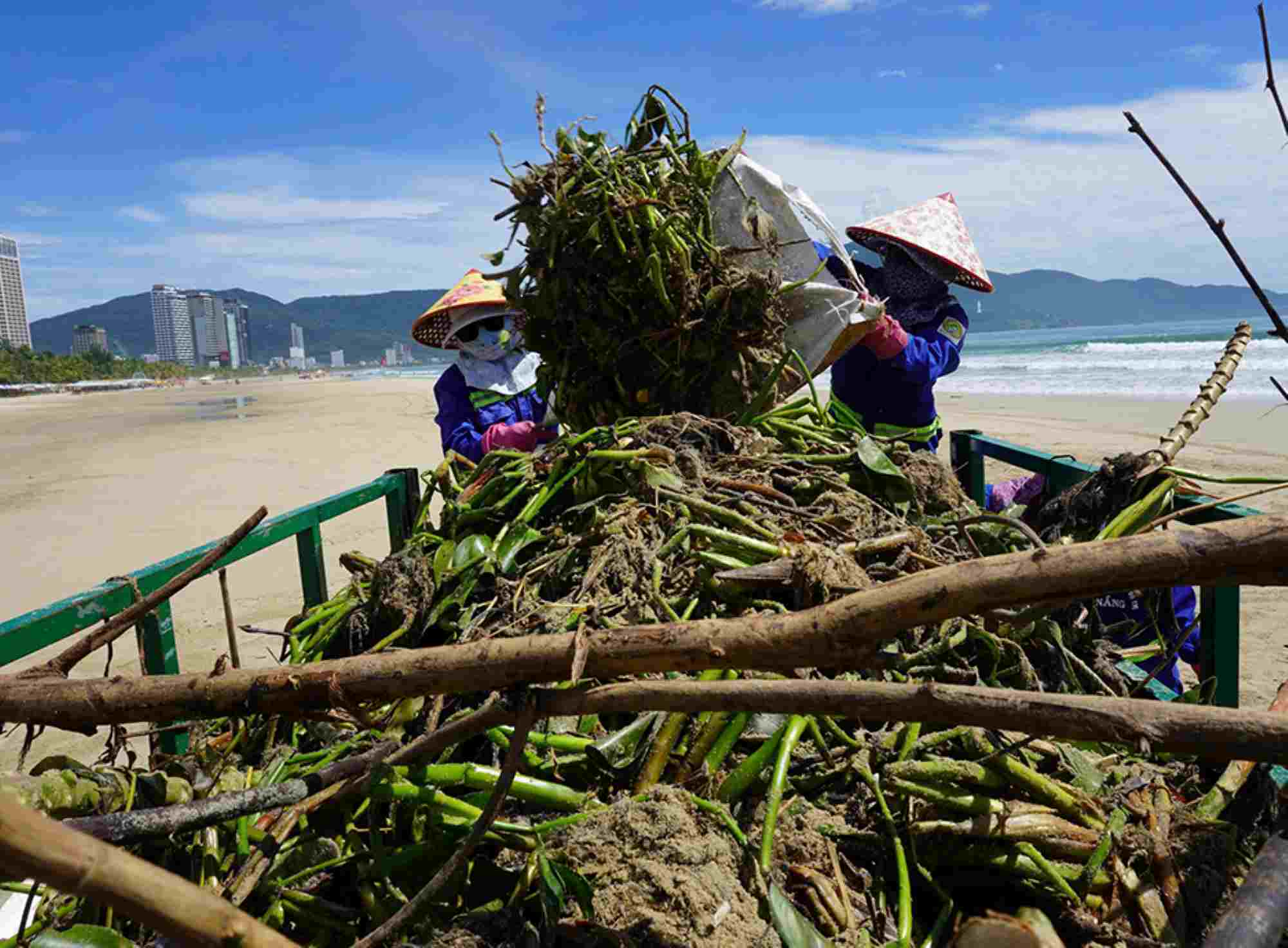 Gần 100 công nhân và máy móc được huy động dọn rác các bờ biển Đà Nẵng trong buổi sáng 20.9. Ảnh: Thành Long
