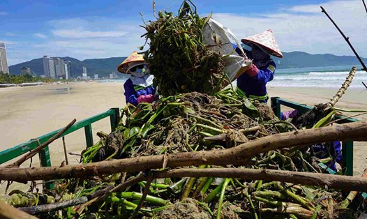Gần 100 công nhân và máy móc được huy động dọn rác các bờ biển Đà Nẵng trong buổi sáng 20.9. Ảnh: Thành Long