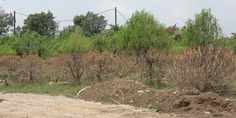 65 ha đào hóa tro tàn sau bão, không đủ cung ứng dịp Tết