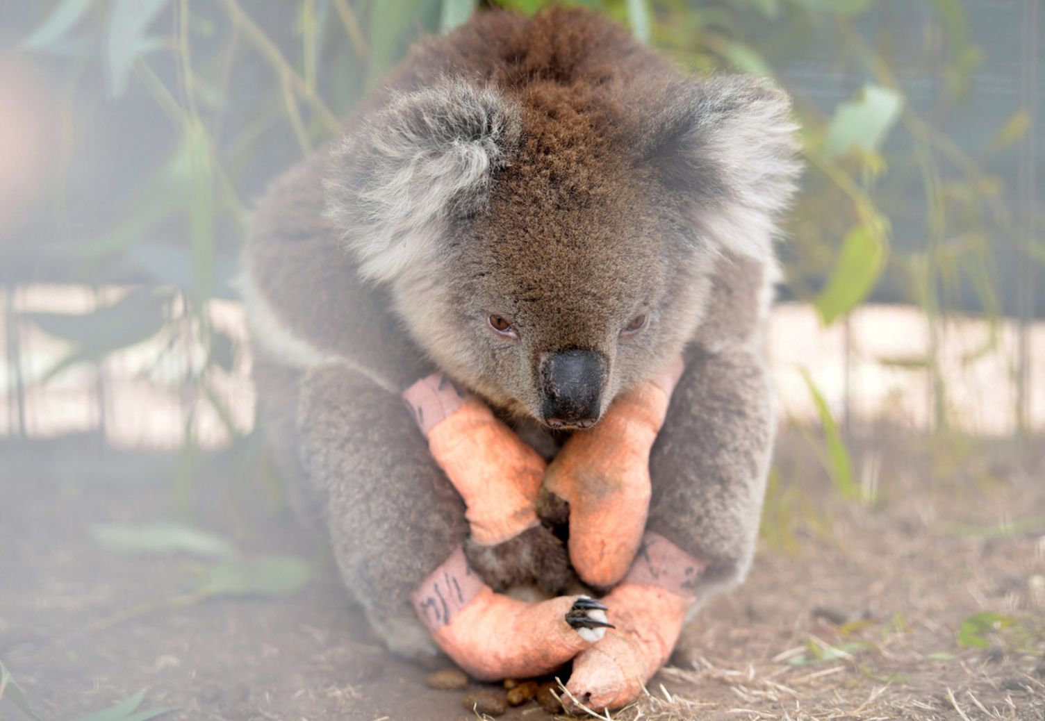 Mot chu gau tui bi thuong trong vu chay rung o khu bao ton Cong vien Quoc gia va Dong vat hoang da Nam Australia tren dao Kangaroo, Australia, ngay 19.1.2020. Anh: Xinhua