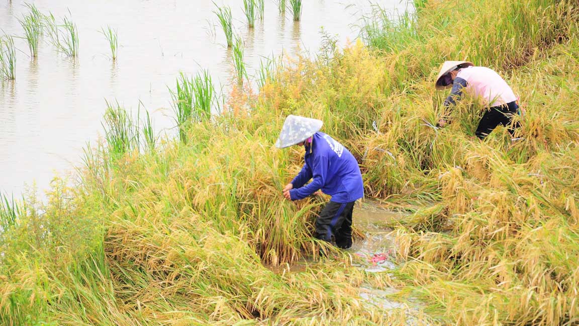 Mưa lớn làm lúa trên địa bàn TP Cần Thơ bị đổ ngã. Ảnh: Cảnh Kỳ