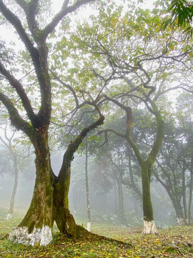 Cac loai thuc vat tai Vuon quoc gia Ba Vi (Ha Noi) duoc bao ve nghiem ngat. Anh: Thuy Linh